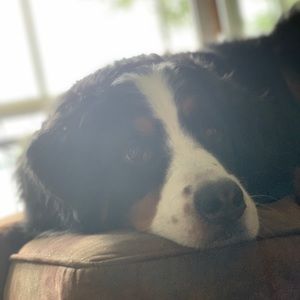 Meet your Posher, Steven